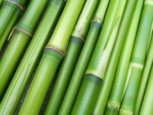 Che fibra è il Bamboo