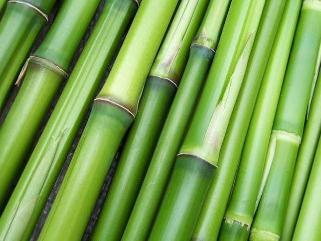 Che fibra è il Bamboo?